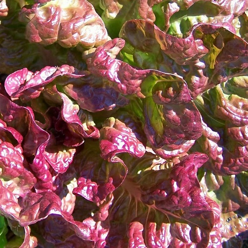 Lettuce Marvel Of Four Seasons